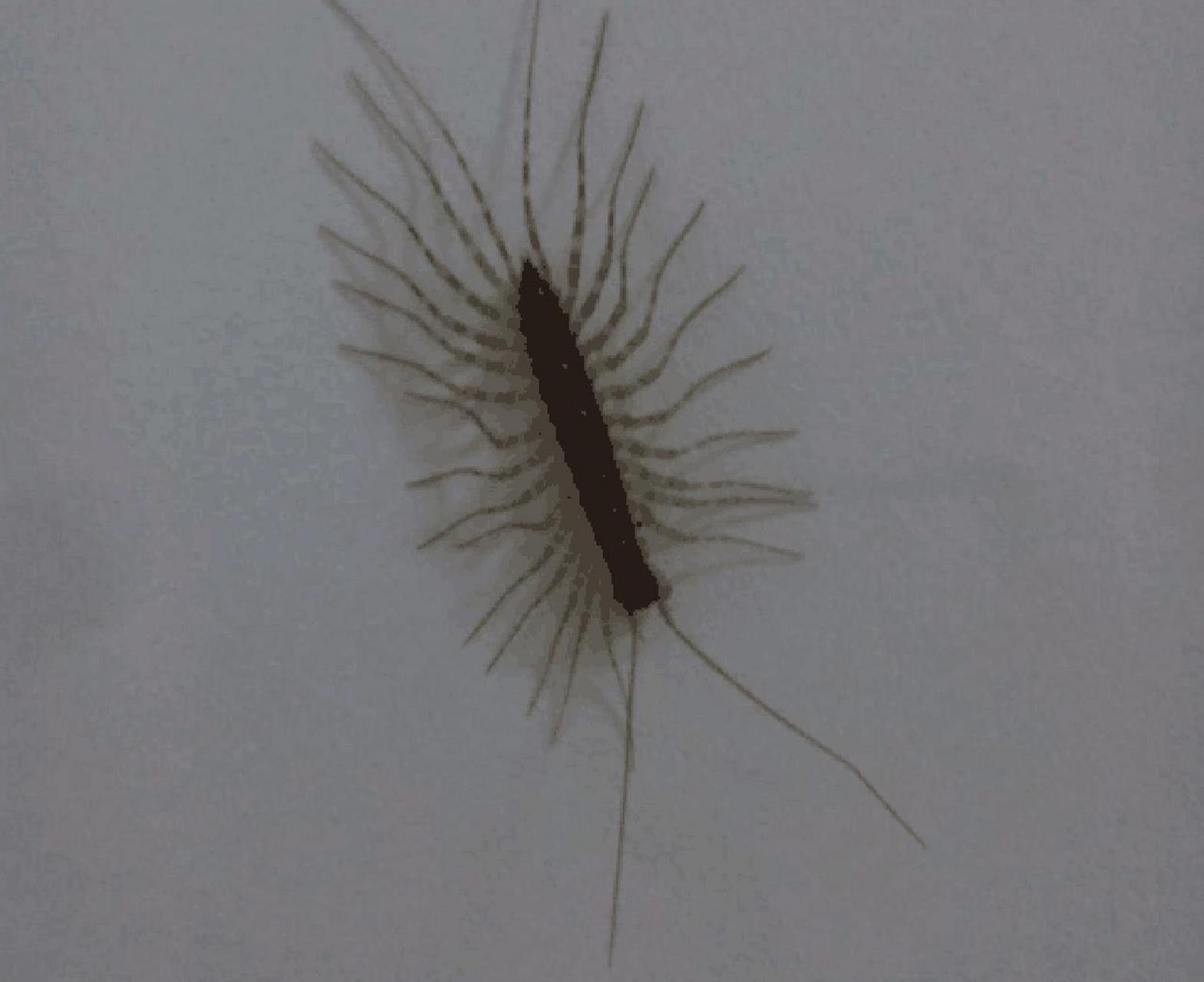 蚰蜒怎么除 蚰蜒这种虫子也叫" 钱串子"," 千足虫" ,因为它们有很多足