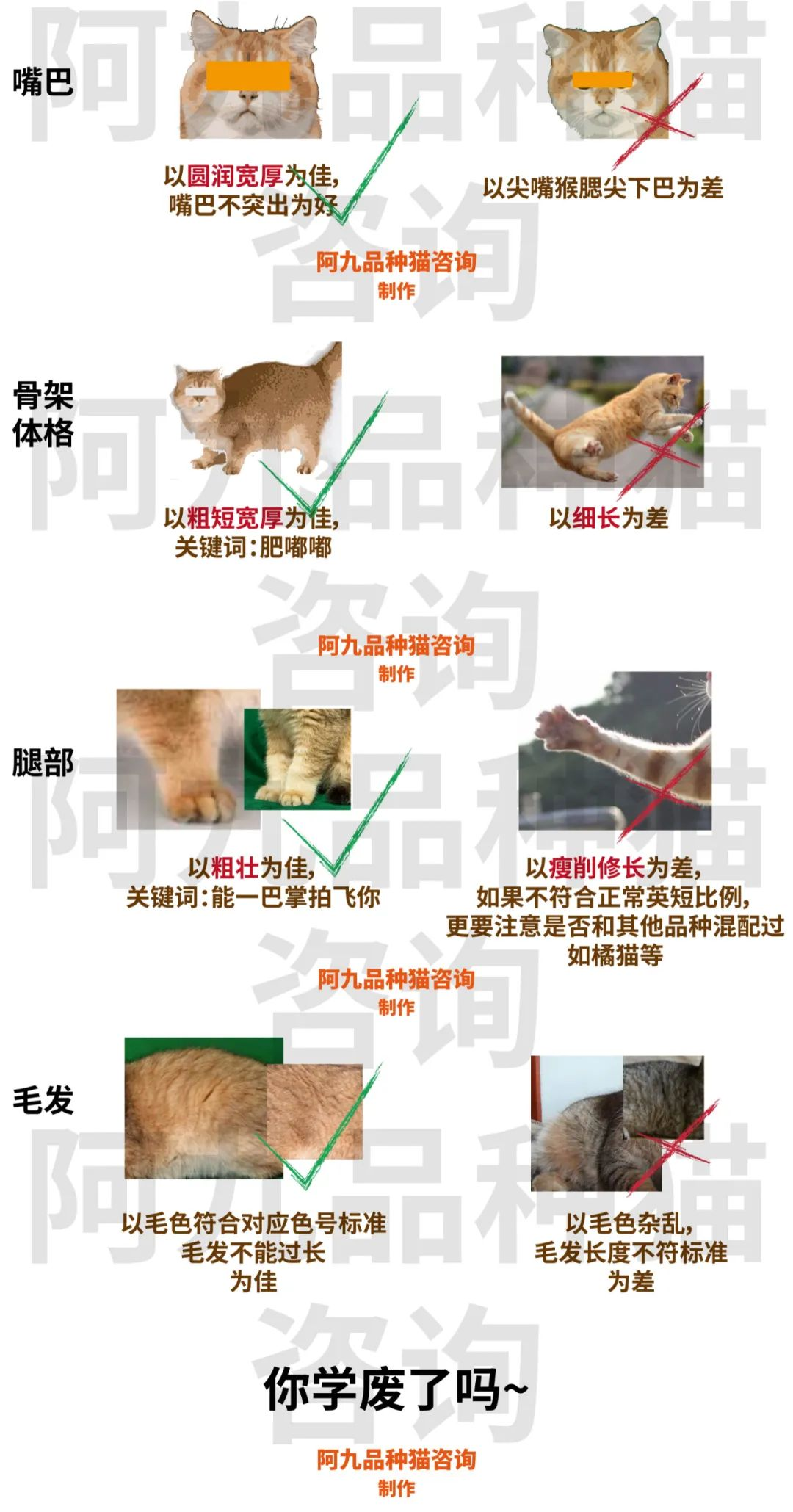 怎么看银渐层猫咪品相好坏