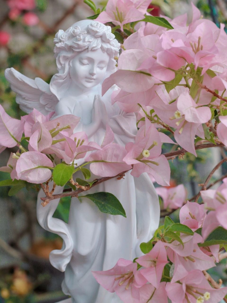 粉色系仙女三角梅-粉天使 粉天使的优点:花大,颜色仙,不掉花(风吹雨打