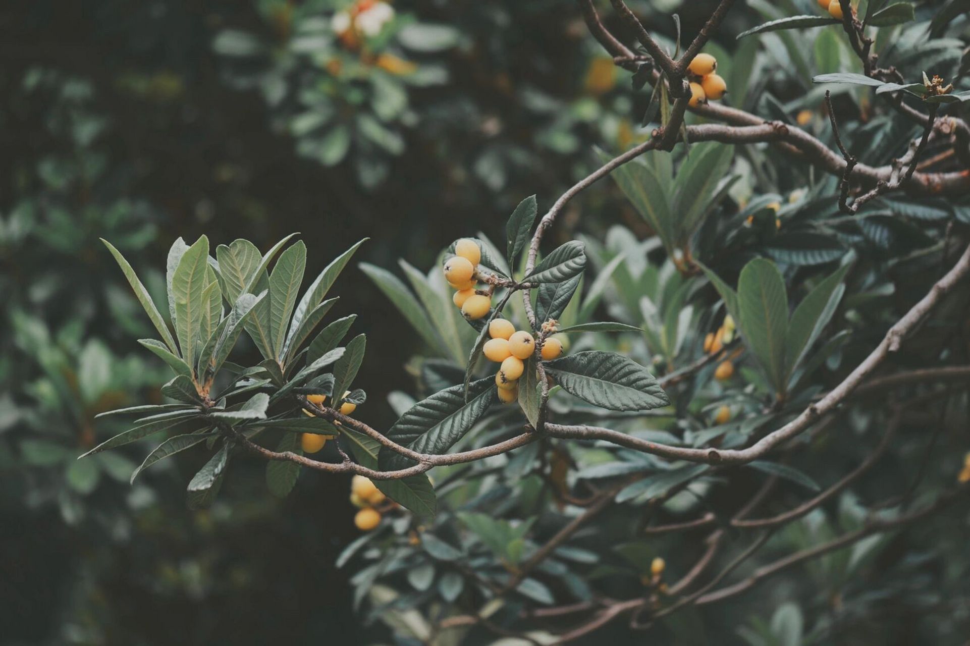 枇杷树 分享 一句关于枇杷树的 "庭有枇杷树, 吾妻死之年所手植也, 今