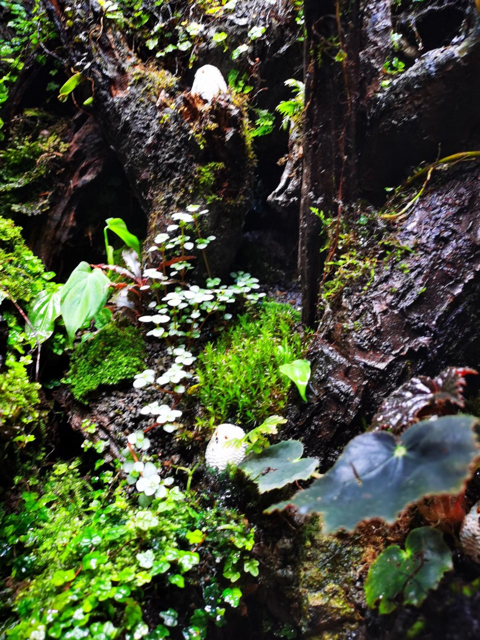 绿植成长日记 day 11 灰绿冷水花 灰绿冷水花是属于荨麻科冷水花属的