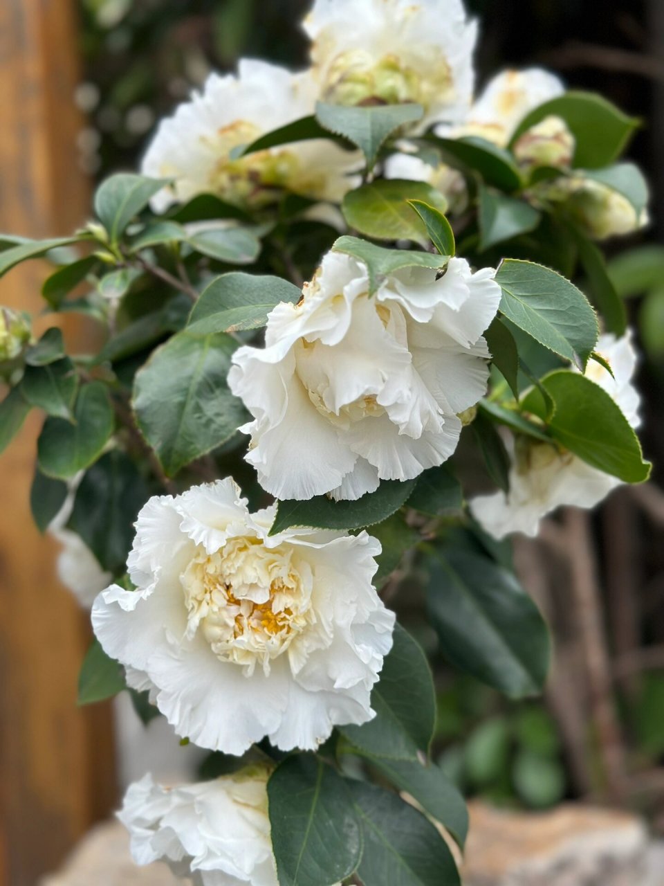 茶花白天鹅 今晚中雨,赶在雨打花落去之前给美丽的瞬间定格