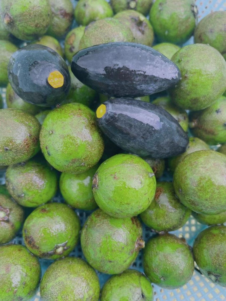 学会製作"仁面果"| 製作"仁面果",期待成果96