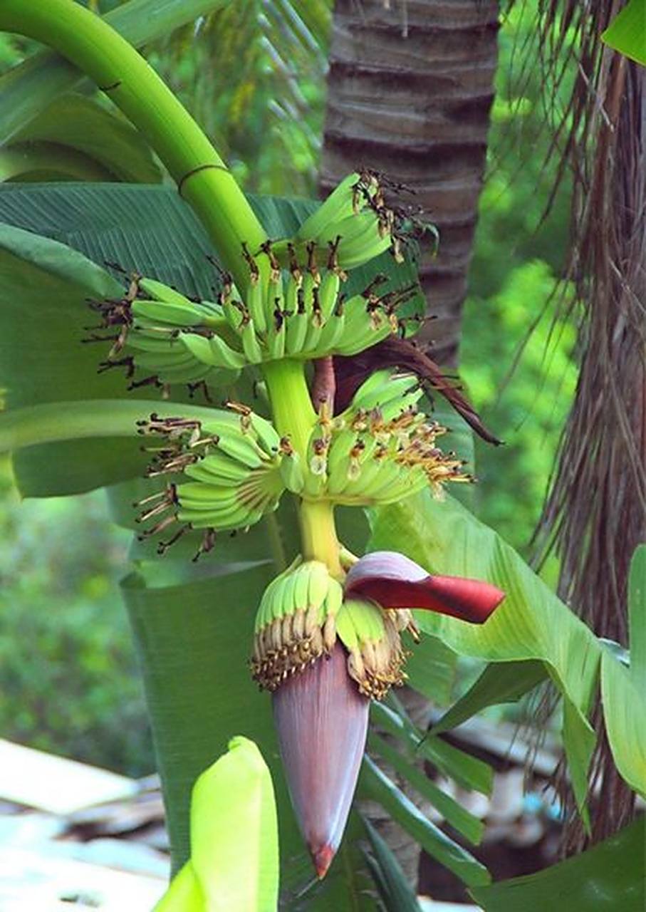 香蕉生长过程图 0202020202020202020202