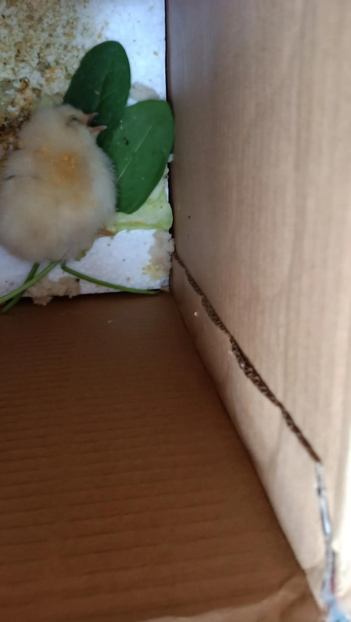 孩子养的小鸡,在我家活了三四天,今天死掉了,孩子一早晨哭唧唧的