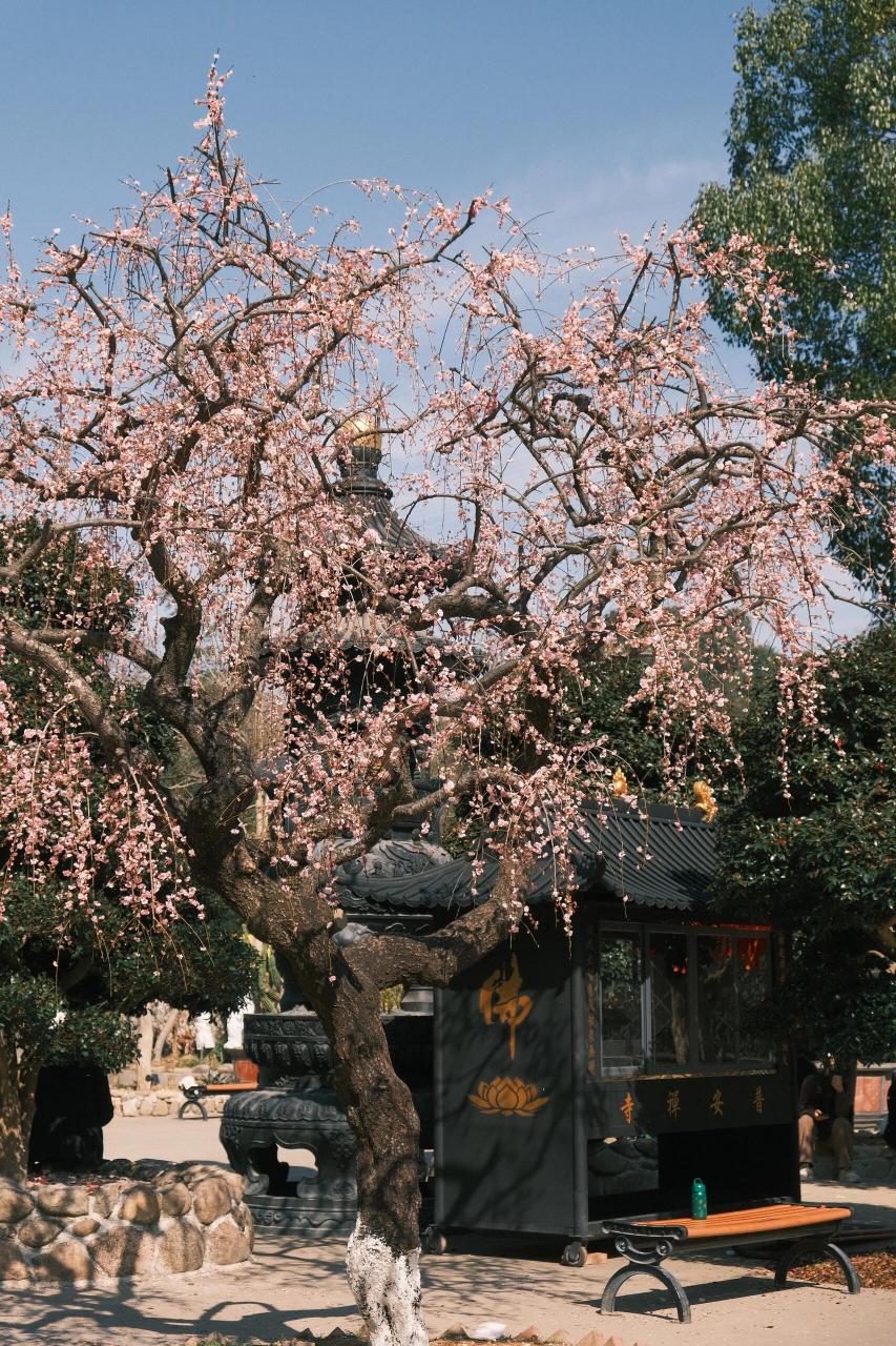 永嘉普安寺图片