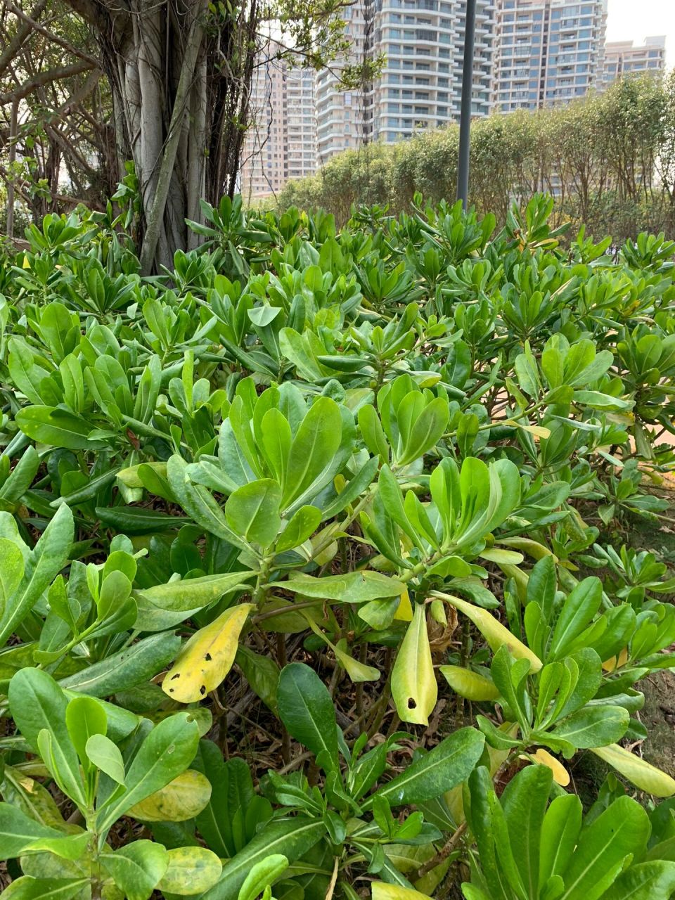草海桐 (学名:scaevola sericea vahl) 以下内容摘自百度百科: "草