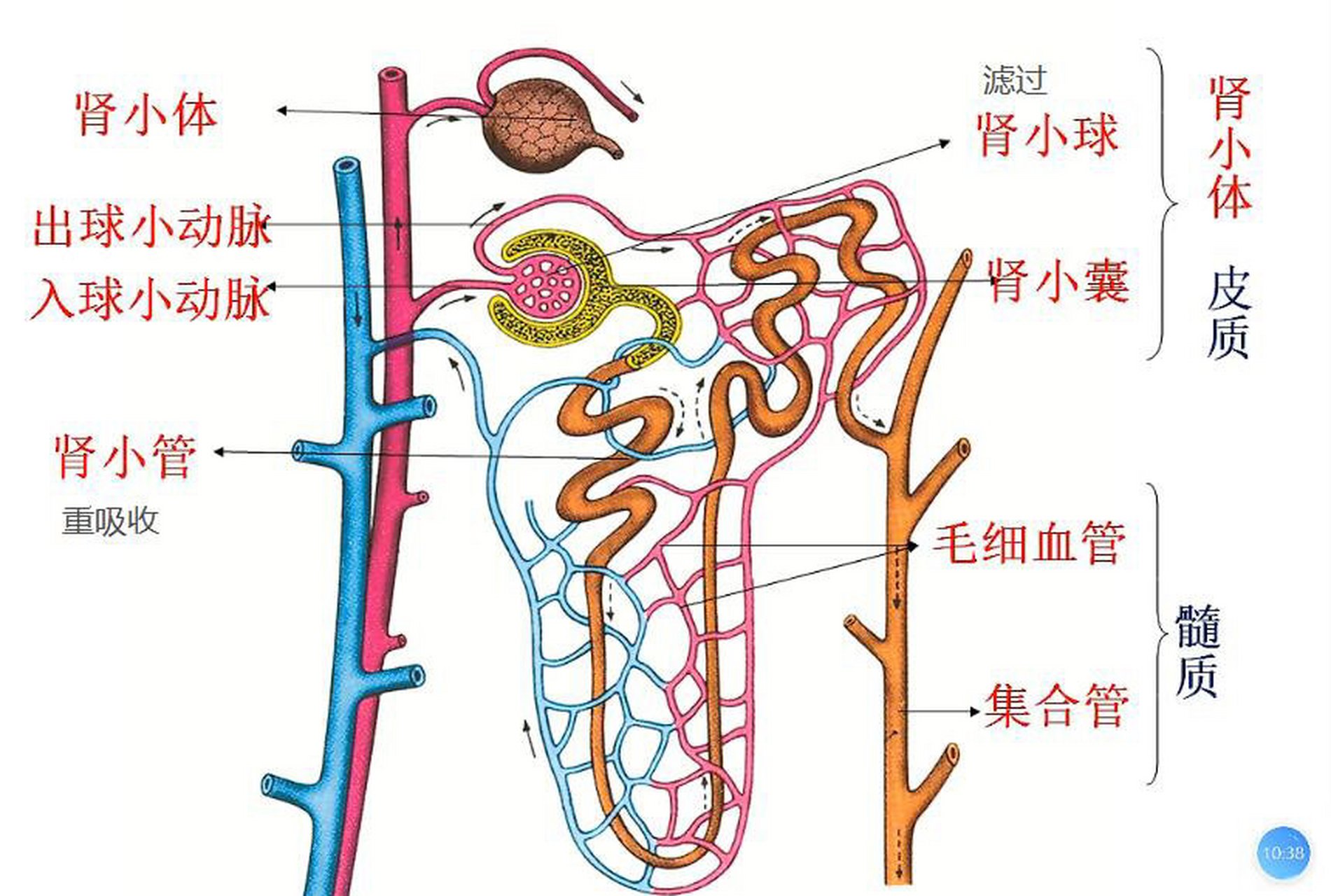 肾小体手抄报图片