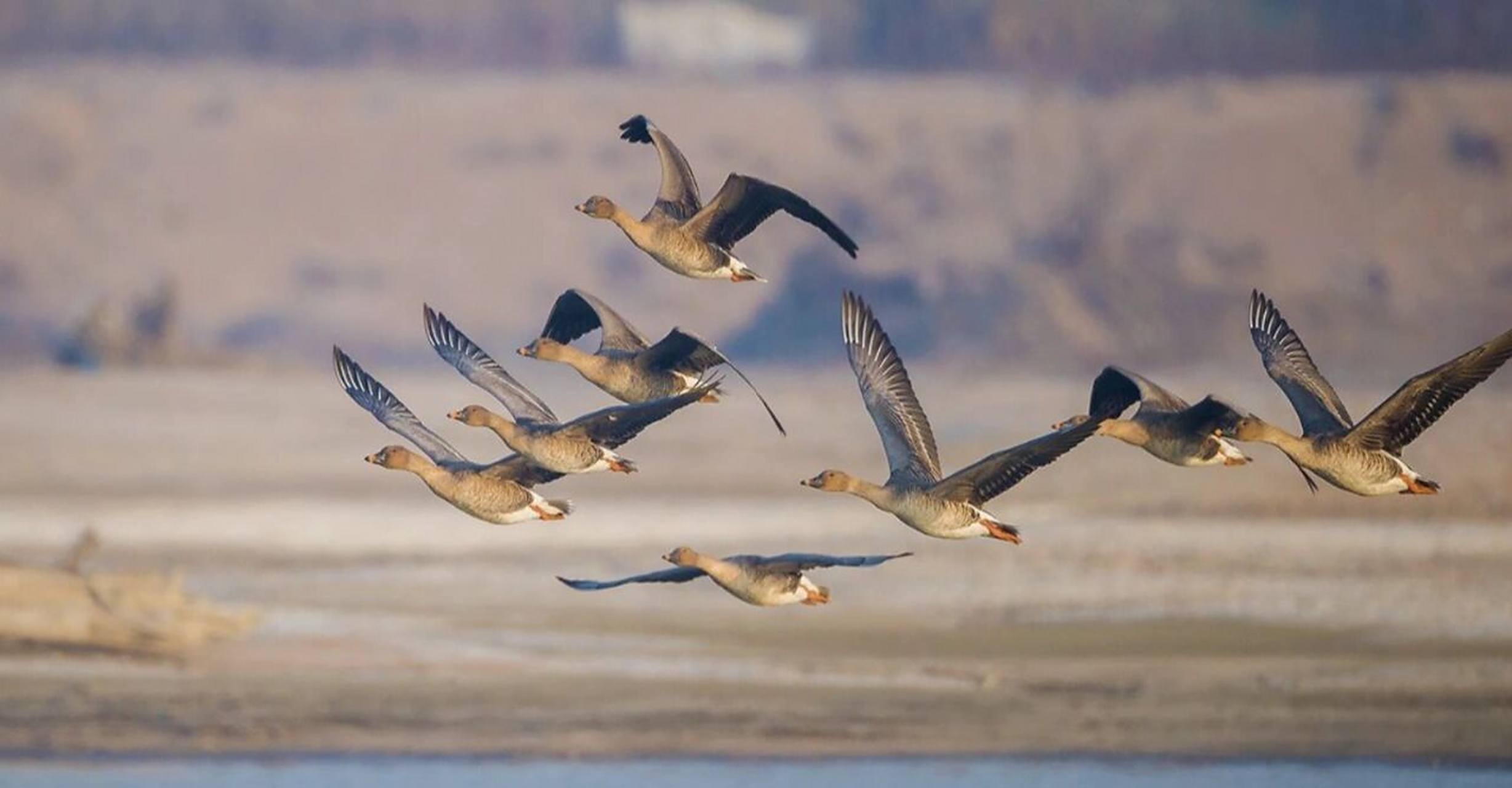 秋天为什么大雁都往南飞? 小朋友们大家好呀!