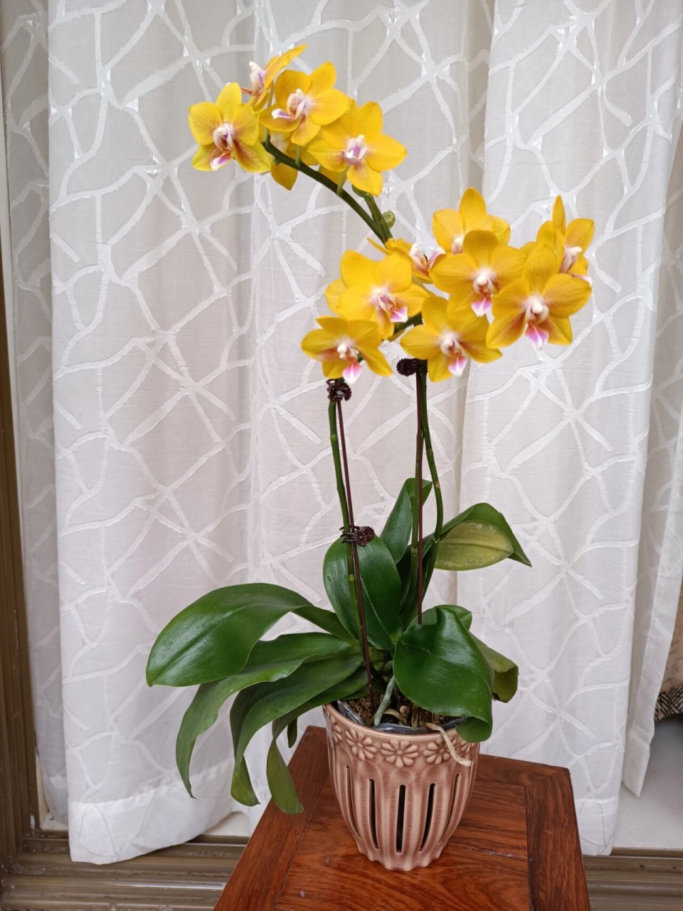 最近大爱,黄色带香味的蝴蝶兰彼自豪 我对黄色系蝴蝶兰还是有偏爱的