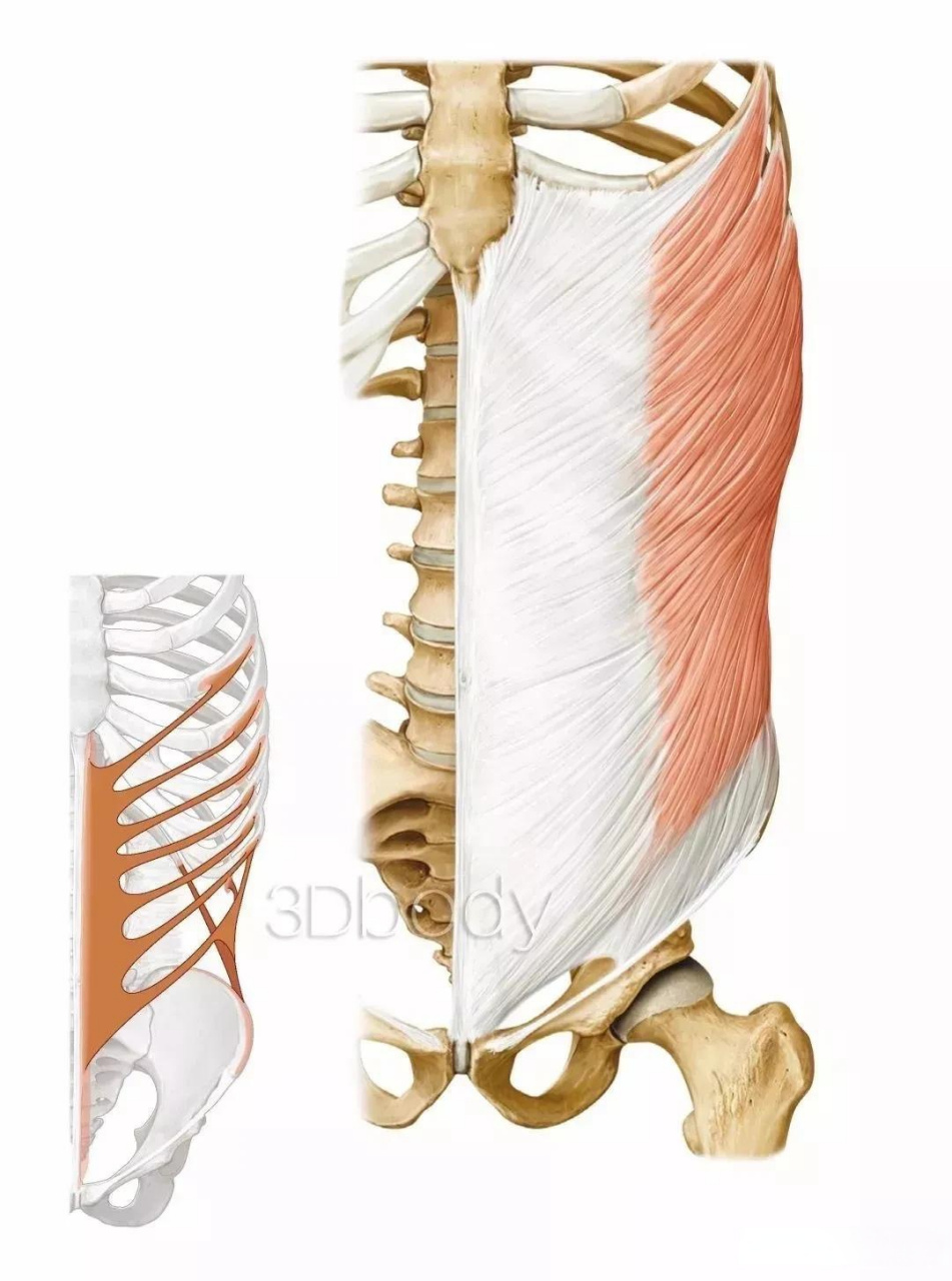 腹外斜肌部位:为宽阔扁肌,位于腹前外侧部的浅层,起始部呈锯齿状, 肌