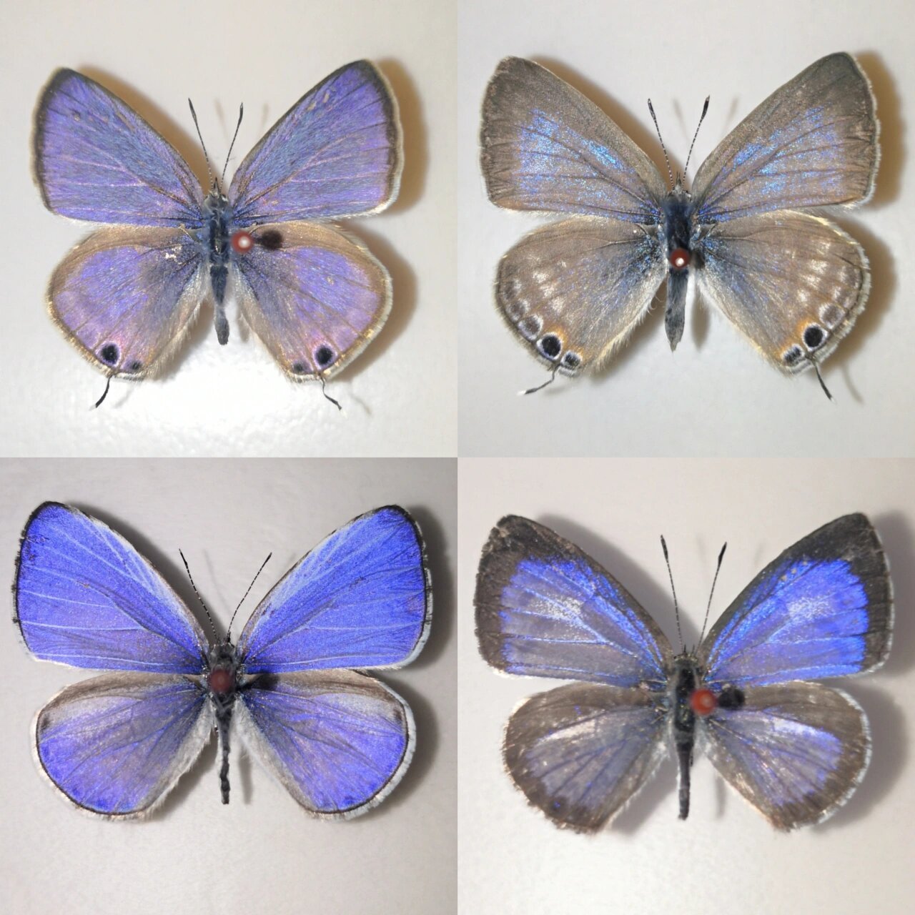 下面第一只是妩灰蝶雄性,最后一只是钮灰蝶.