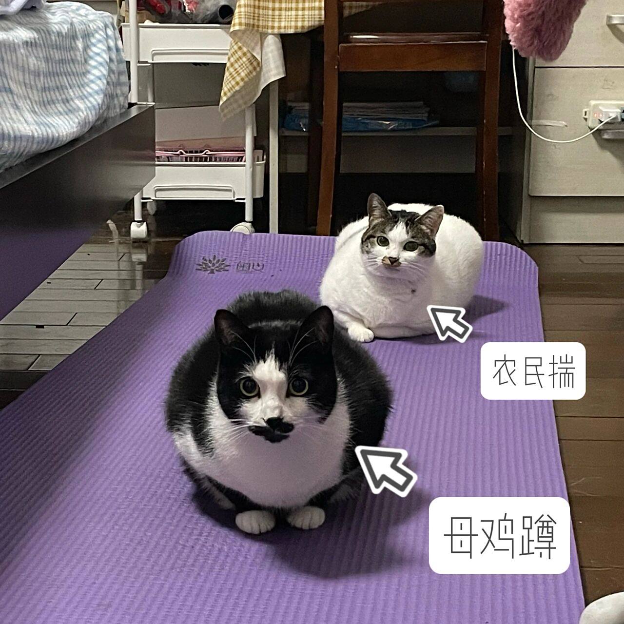 母鸡蹲和农民揣大合照~ 母鸡蹲:有点类似人的俯