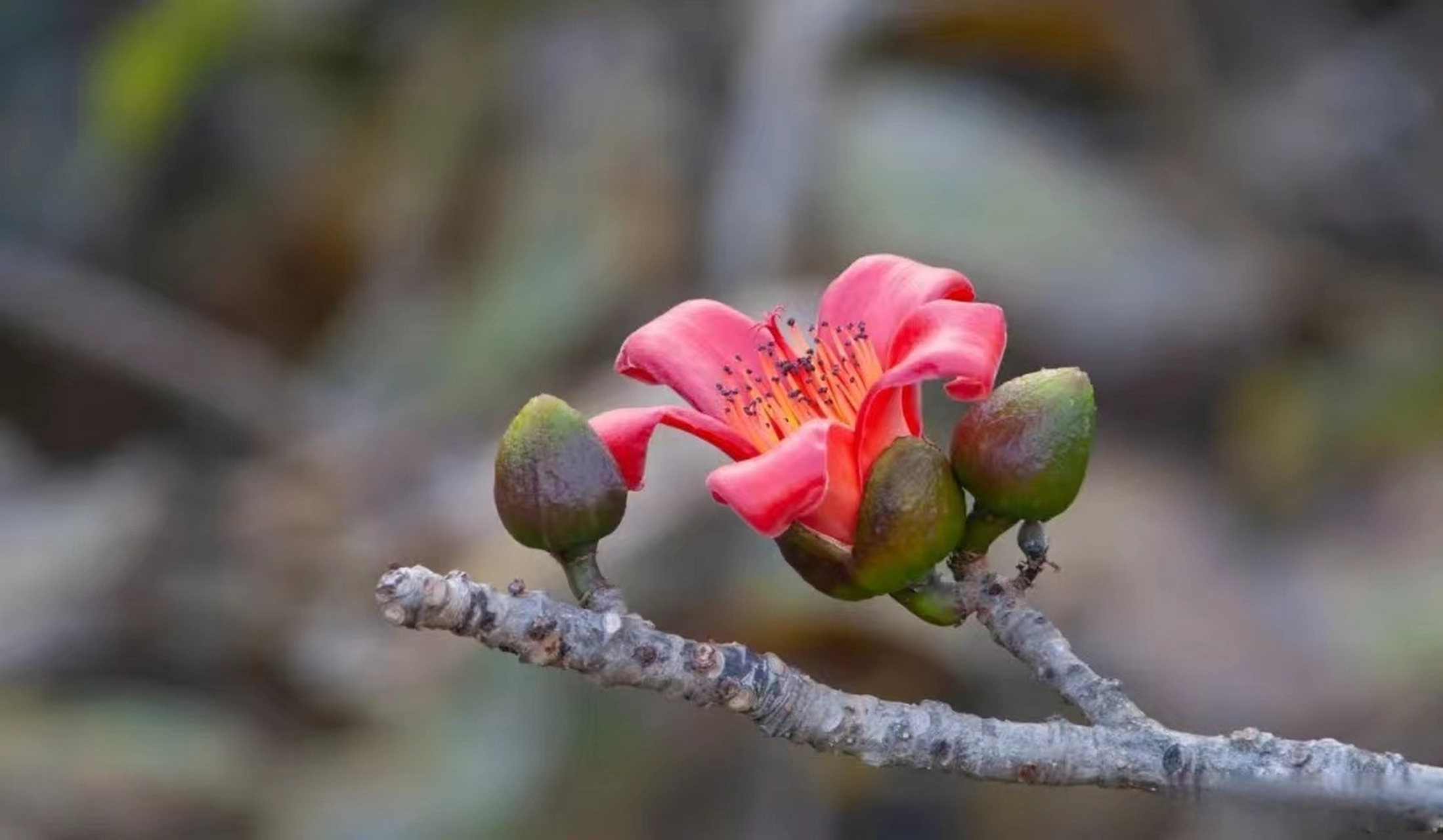 潞江坝木棉花图片