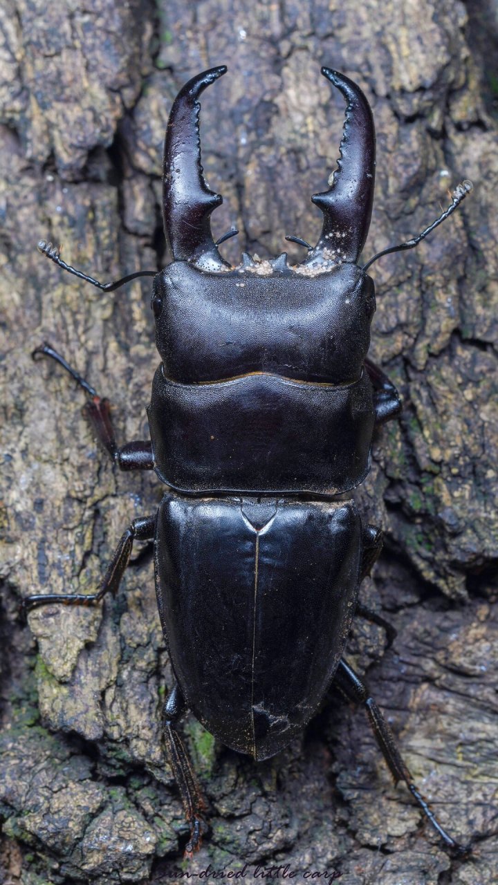 中华大扁锹(dorcus titanus platymelus) 中华大扁锹(拉丁文学名