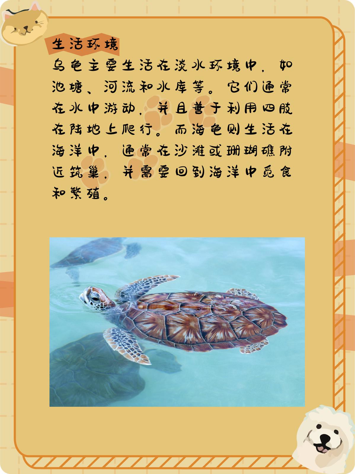 接下来,我们就从四个方面来了解一下乌龟和海龟的区别.