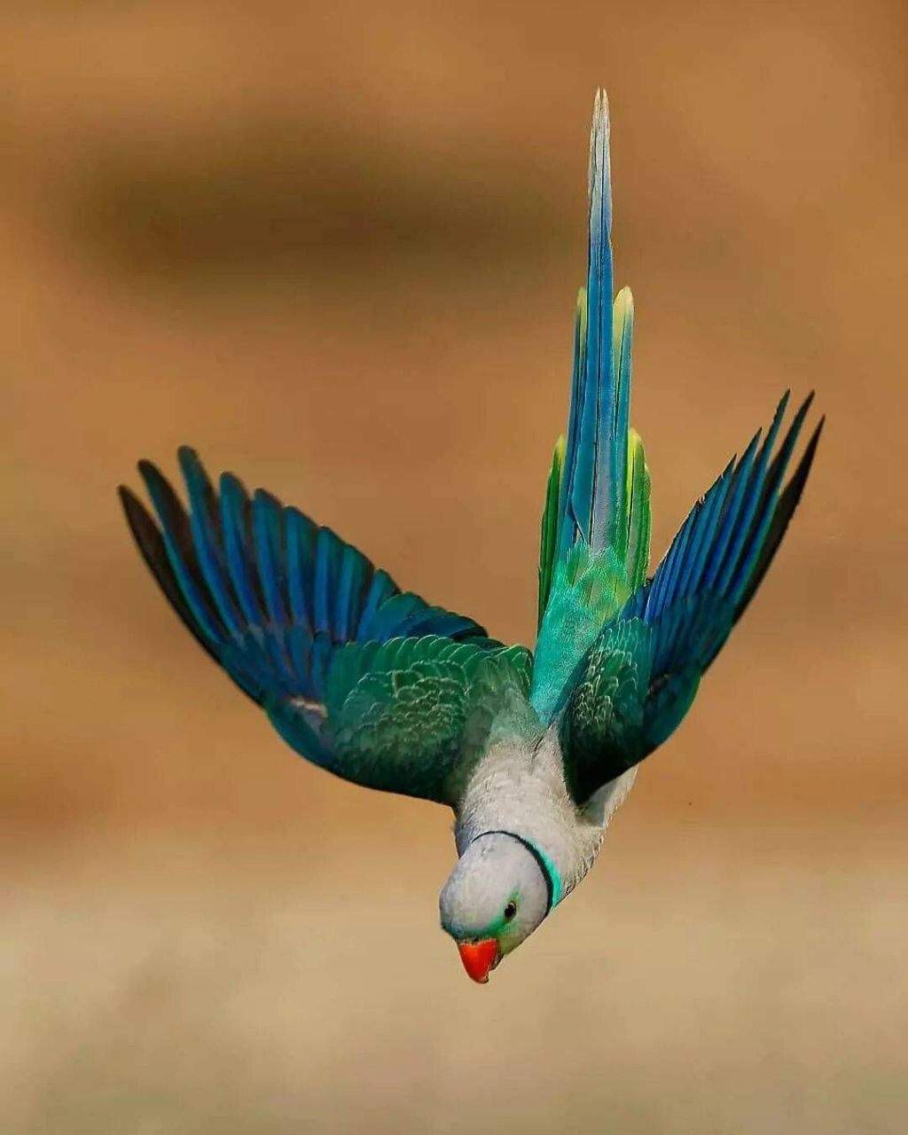 马拉巴鹦鹉 #保护动物# #鸟类# #观鸟