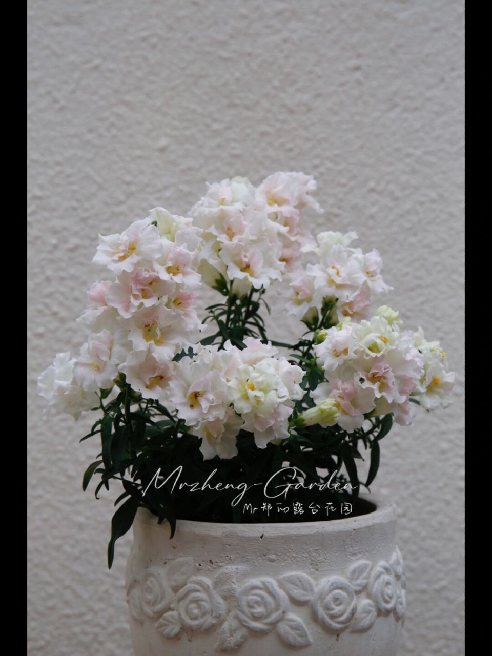 又来个"小可爱" 矮生金鱼草-苹果花色,目前一加仑盆栽,我是从小苗带大