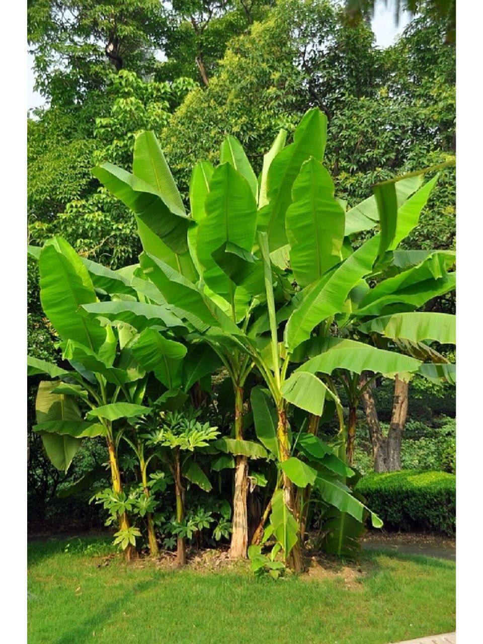 植物笔记day33 芭蕉 名称:芭蕉(芭蕉科 芭蕉属) 	 特征:多年生丛生