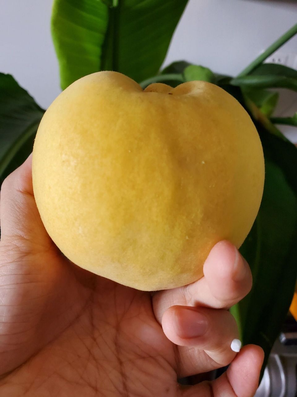 99金皇后 黄桃,黄桃中的王者.