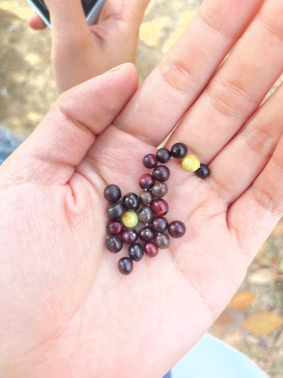 当栾树种子手串风干后… 变成了老鼠屎手串