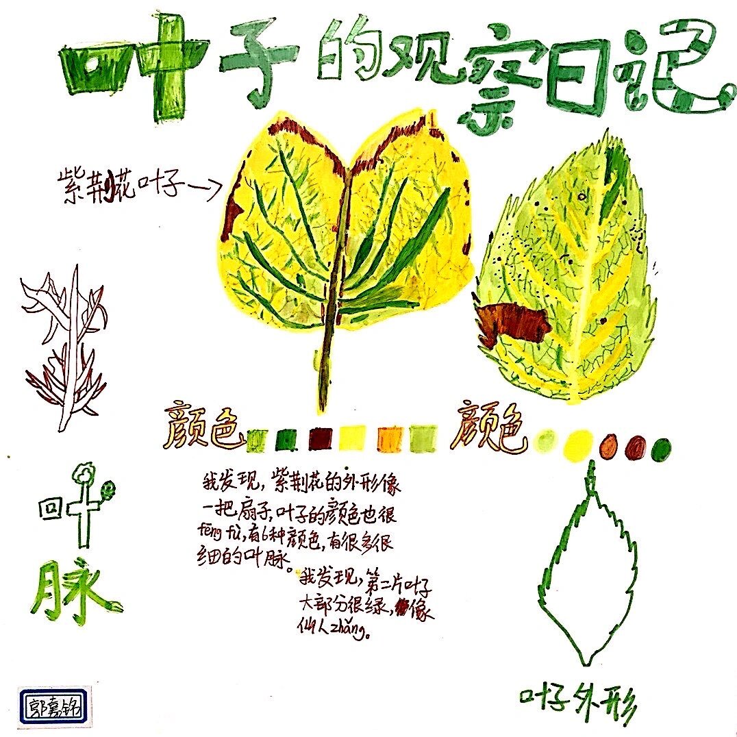 叶子的观察日记✌️🍂 🍂秋天来了,来一波🍂叶子的观察日记