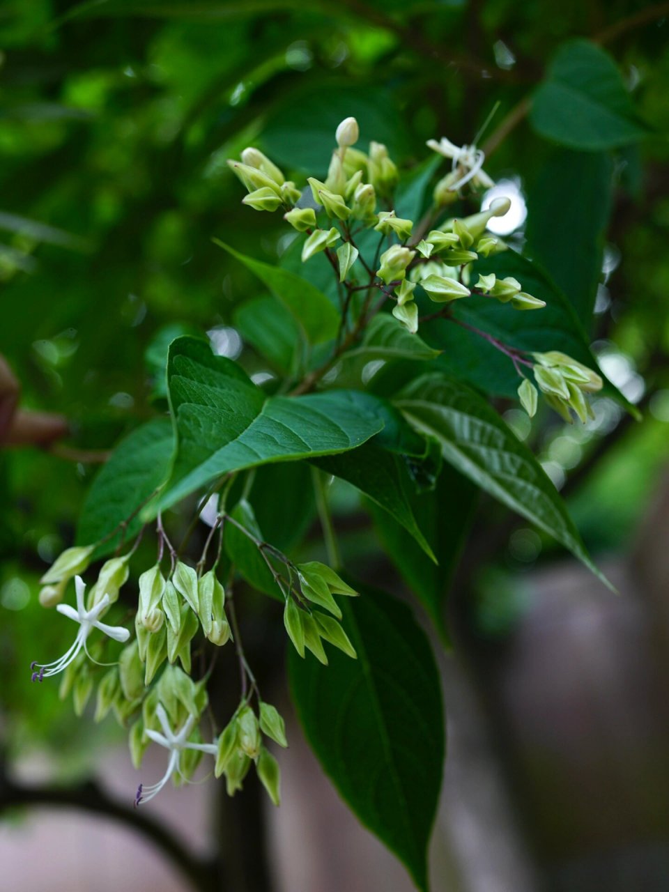 海州常山|臭梧桐 海州常山,别名臭梧桐,后庭花,唇形科大青属小乔木.
