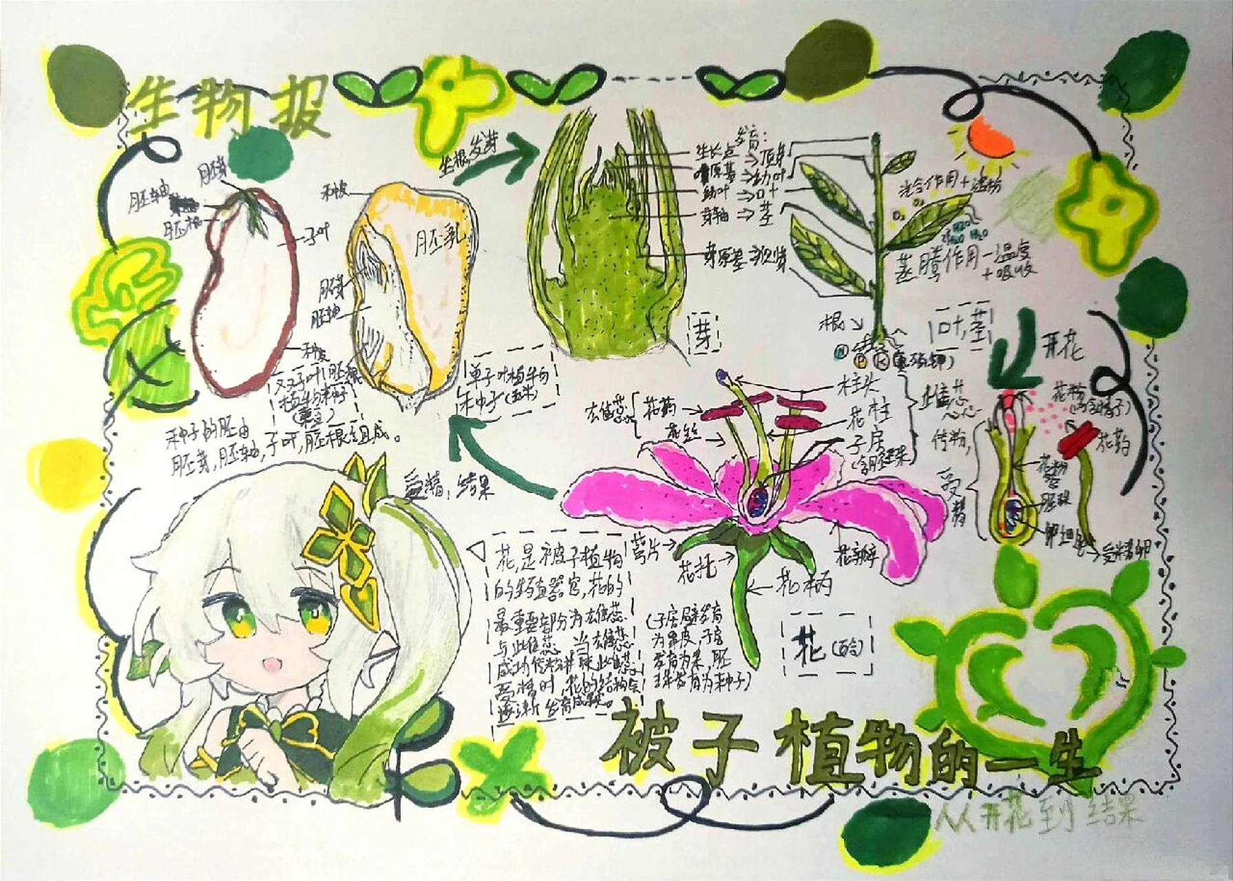 生物手抄报~被子植物的一生 初一小盆友做的手抄报(29`115111
