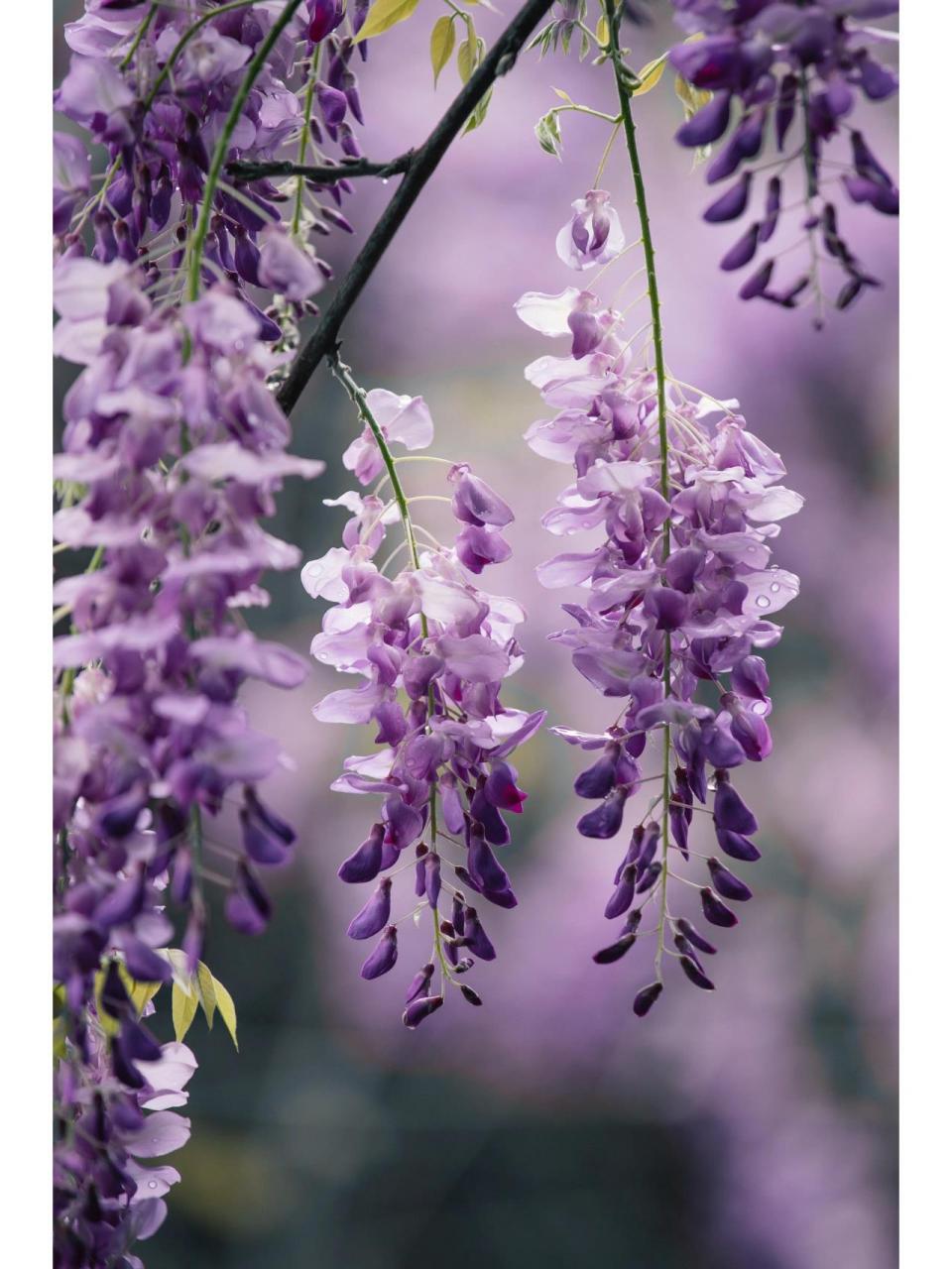 记录|雨天的紫藤花(附拍摄教程及滤镜) 紫色代表梦幻 紫藤花是属于