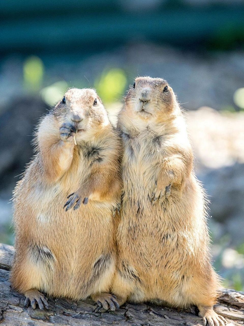 高清素材:土拨鼠来了! 一看见图片都想笑的动物!土拨鼠尖叫的画面我是