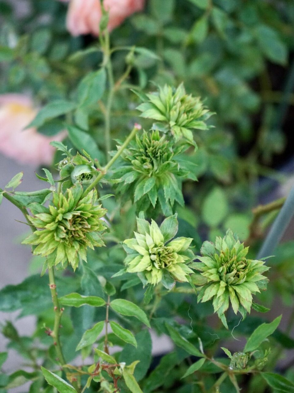 中国传统月季之"绿萼": the green rose 中国传统月季品种中的"绿萼"
