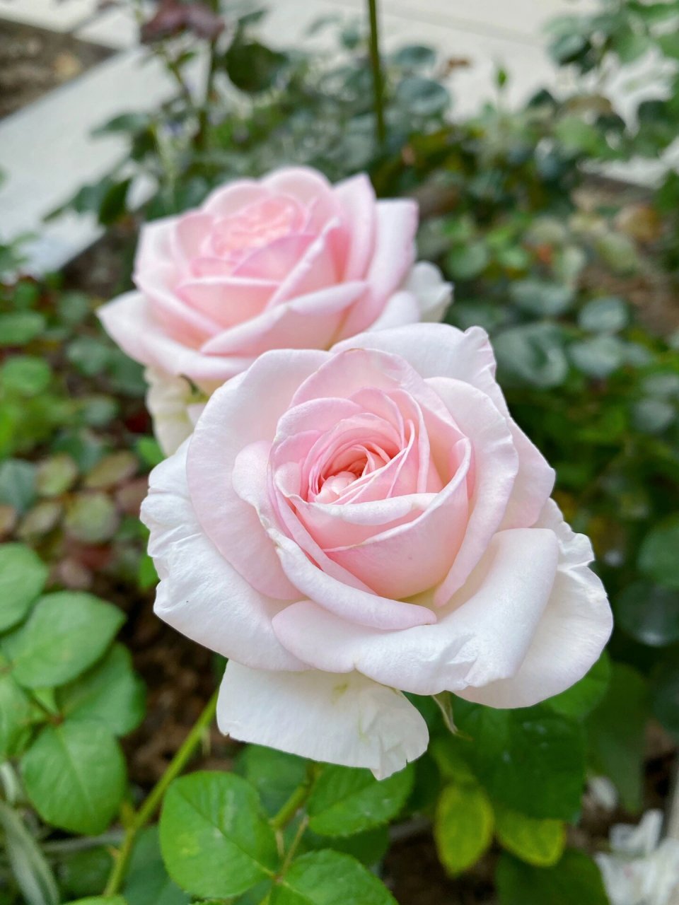 开出一颗心型的特别新娘月季 刚买一个多月的特别新娘,枝条比较细弱