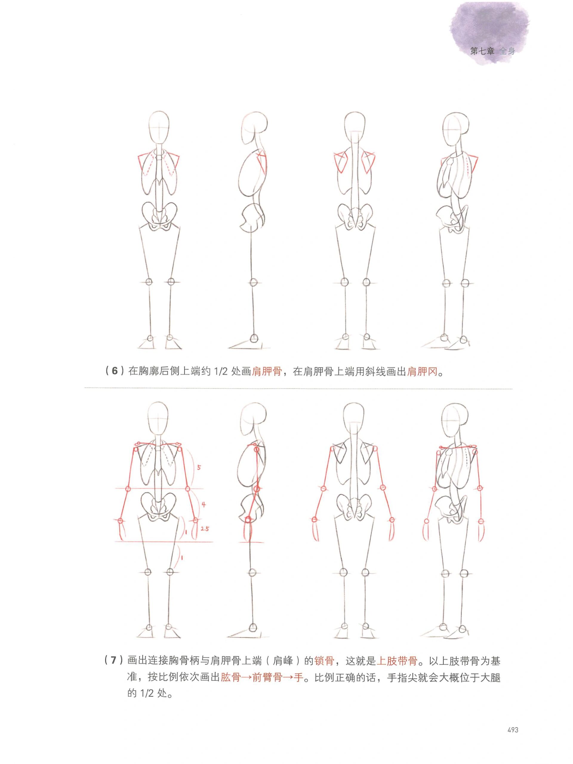 艺用解剖学笔记pdf分享 本书共分为七章