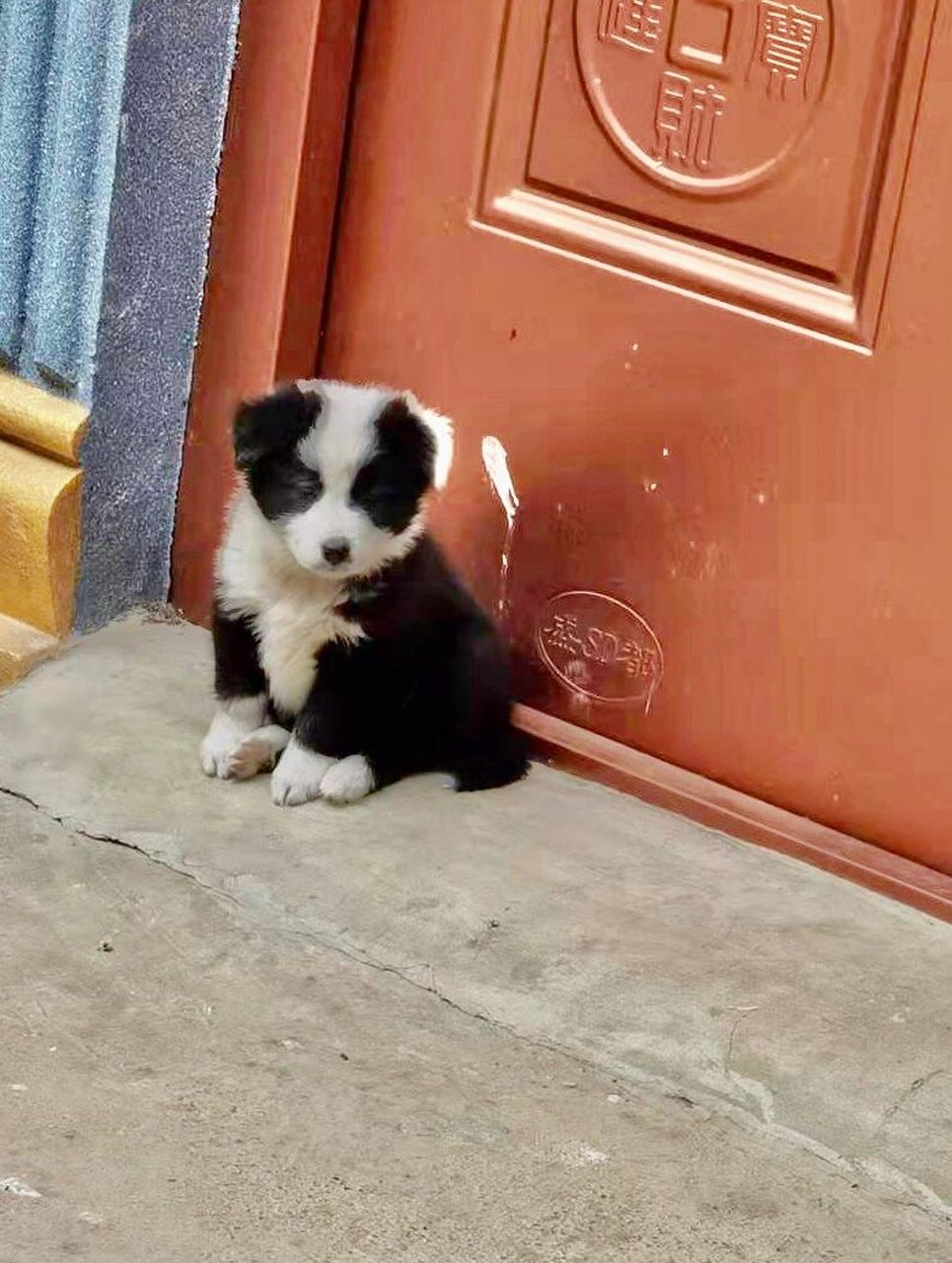 我家边牧的后代～她爸是土狗 不到一岁就当妈了?