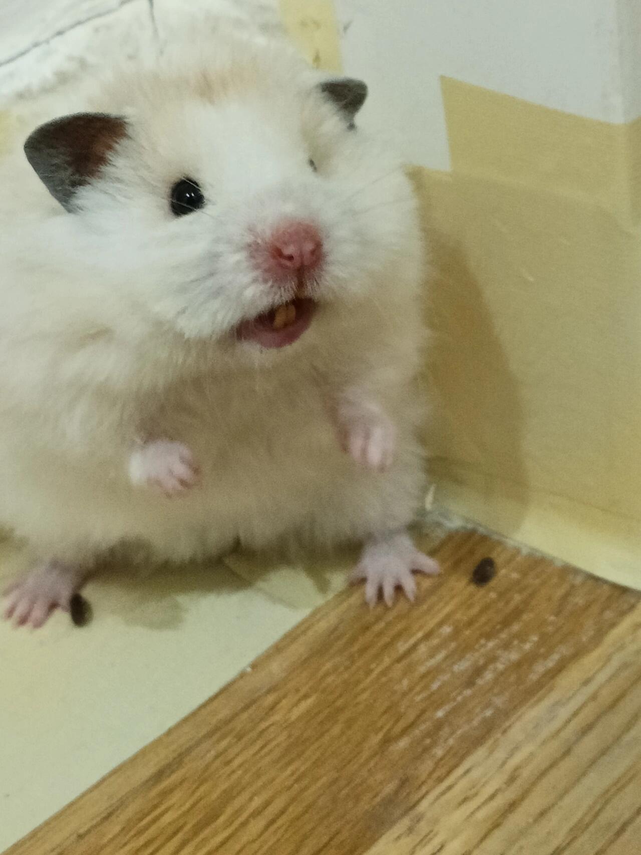 金丝熊尿液这样正常吗 出来放风,撒了一把尿,这么黄!