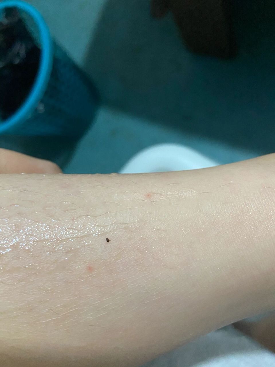 有人知道这是什么虫子吗?