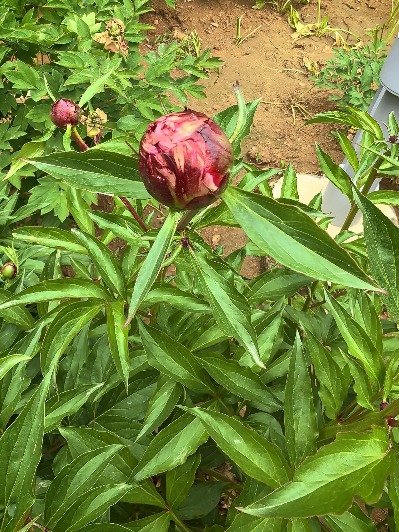 秦皇岛森林体育公园的芍药花儿正在开发抓紧时间去看看吧