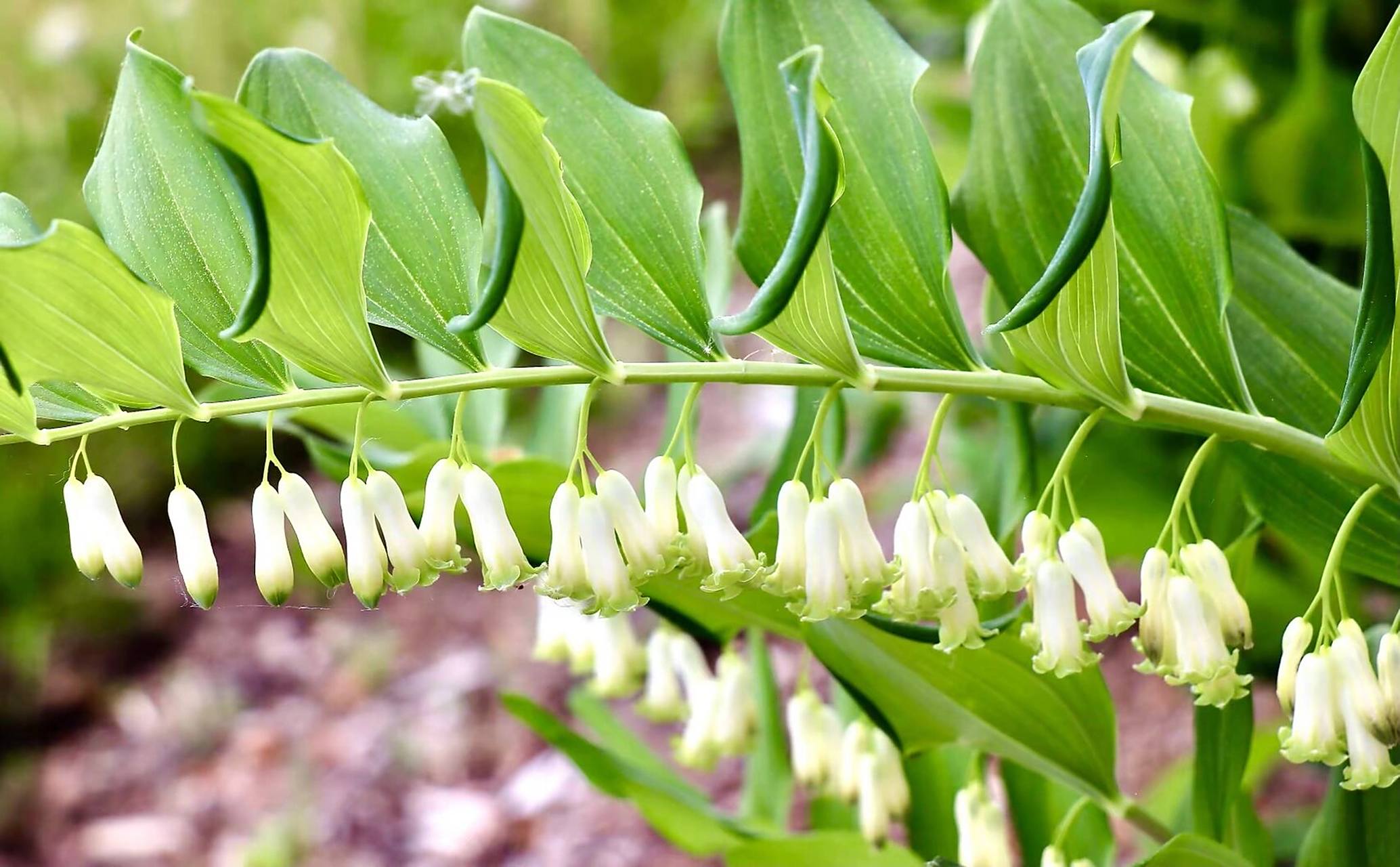 玉竹的功效与作用 92抗衰老 玉竹养阴润燥,生津止渴,保健抗衰.