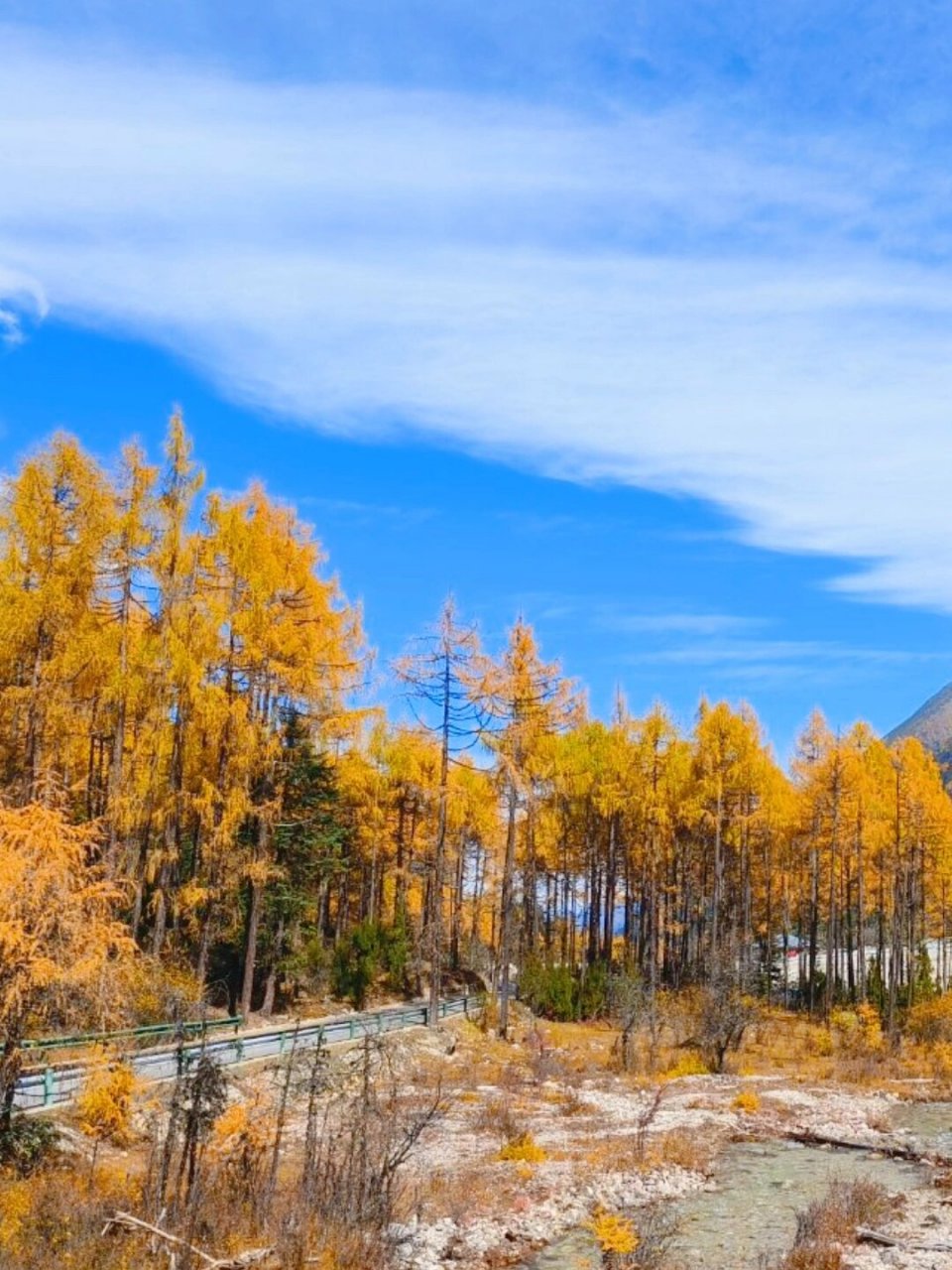 4天3晚旅行攻略收藏起来 说到秋景好,那就不得不提到九寨沟啦~94
