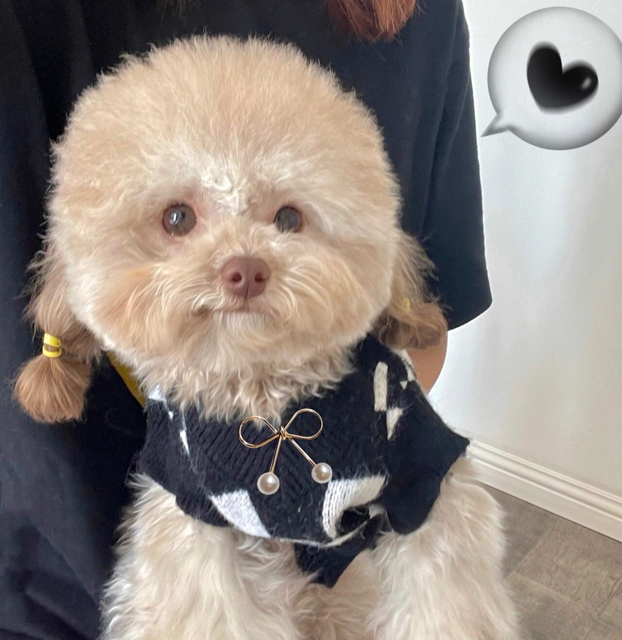 奶咖色泰迪的成长记录 开盲盒成功 我的奶豆妹  颜色越来越浅了  我