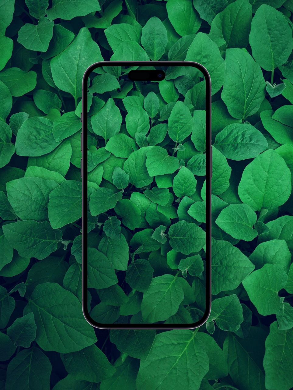 手机屏保绿色养眼图片