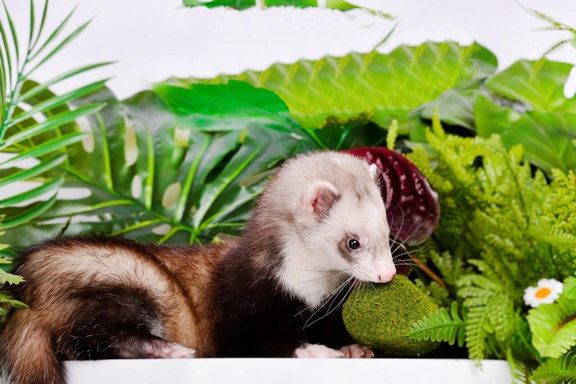 安格鲁雪貂圣诞写真宠物摄影宠物貂拍照上海 宠物摄影工作室爱宠萌宠