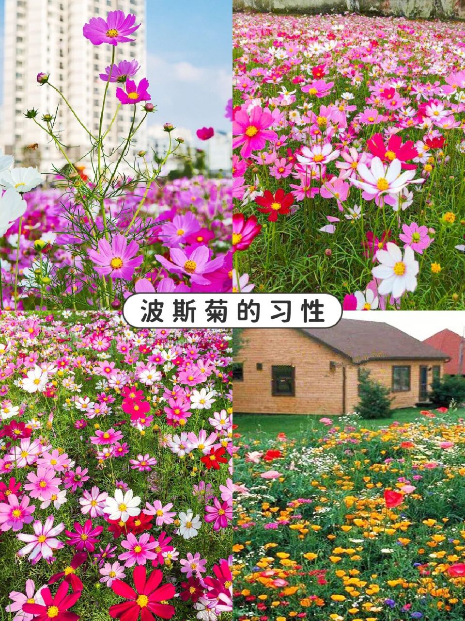 波斯菊可大量自播繁衍 73波斯菊的