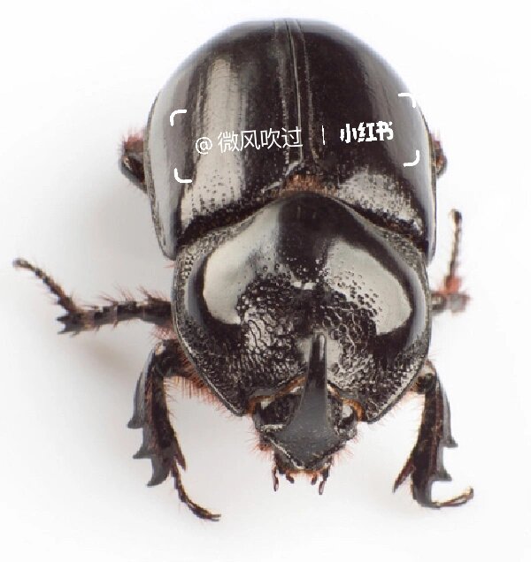 昆虫记_西班牙蜣螂