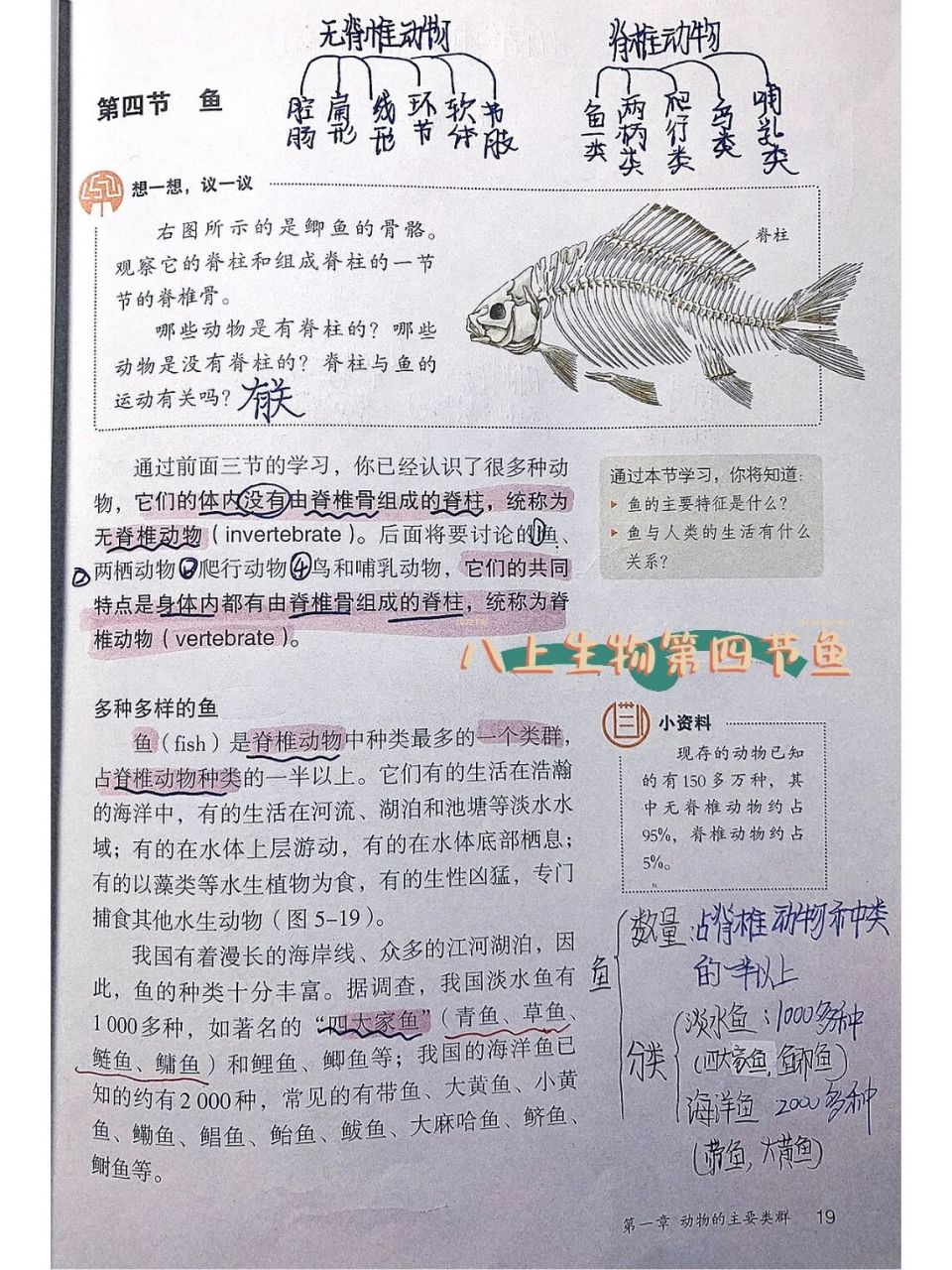 初二上册生物笔记图片图片