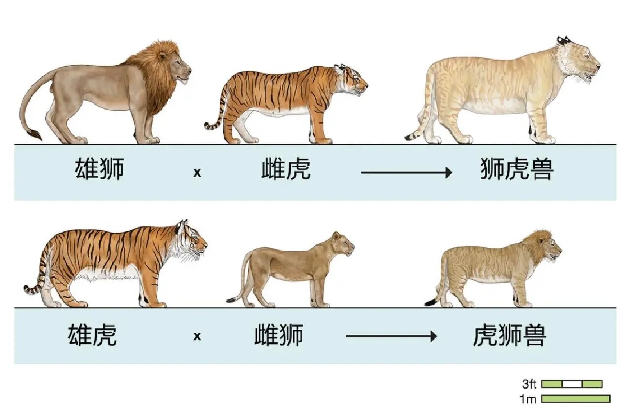 狮虎兽体长图片