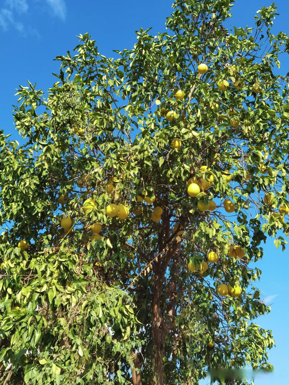人烟寒橘柚,秋色老梧桐. 秋寒露起,橘柚渐黄.
