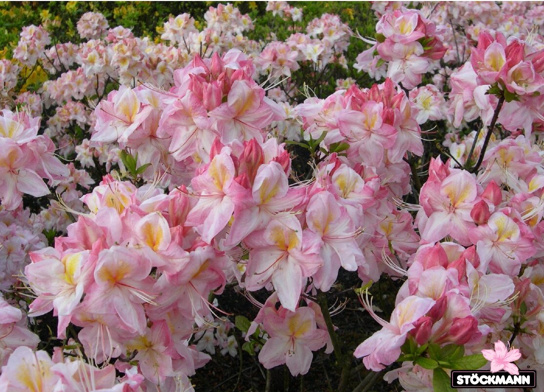 " 以下为团购品种介绍 ↓1号新品 "洒脱米" 被誉为最美的落叶杜鹃品种