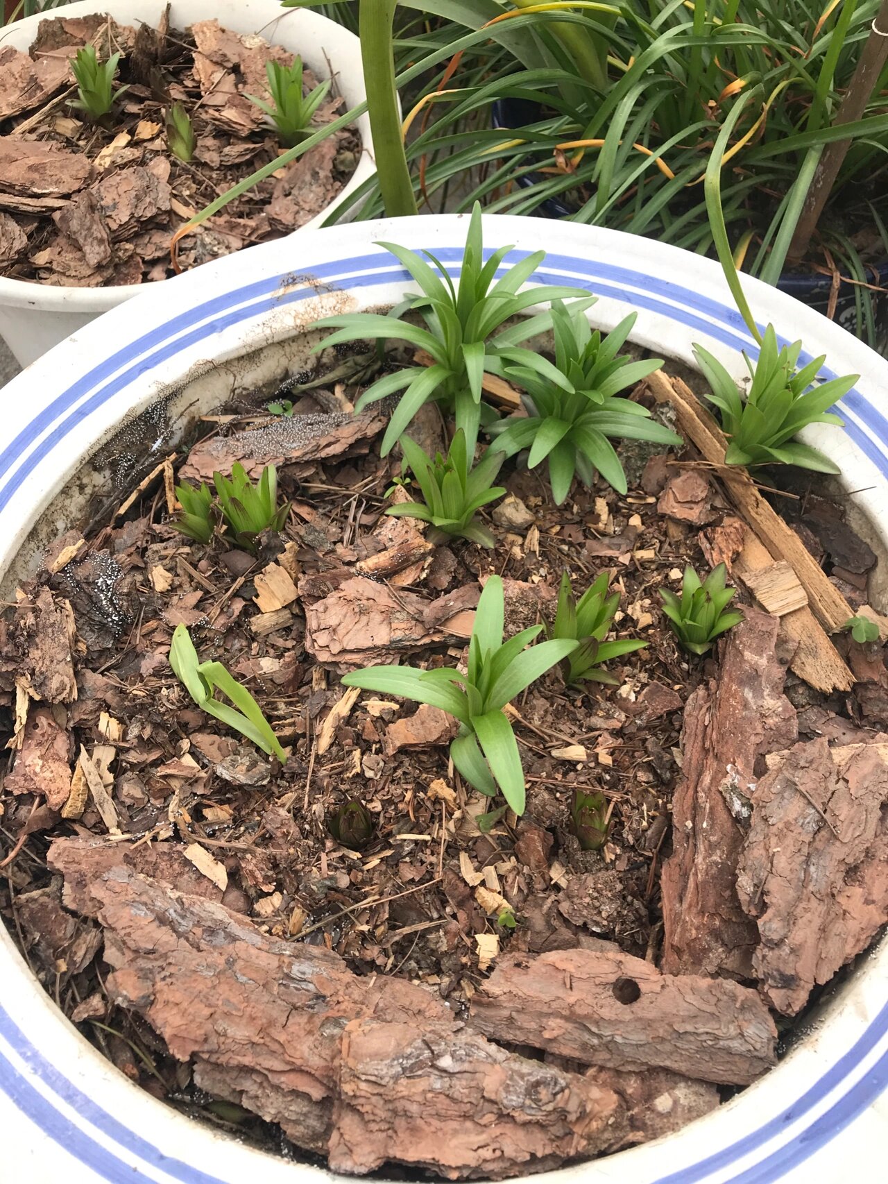 新鲜出土的百合新苗绿油油的非常有生机 这是刚破土而出的百合花种球