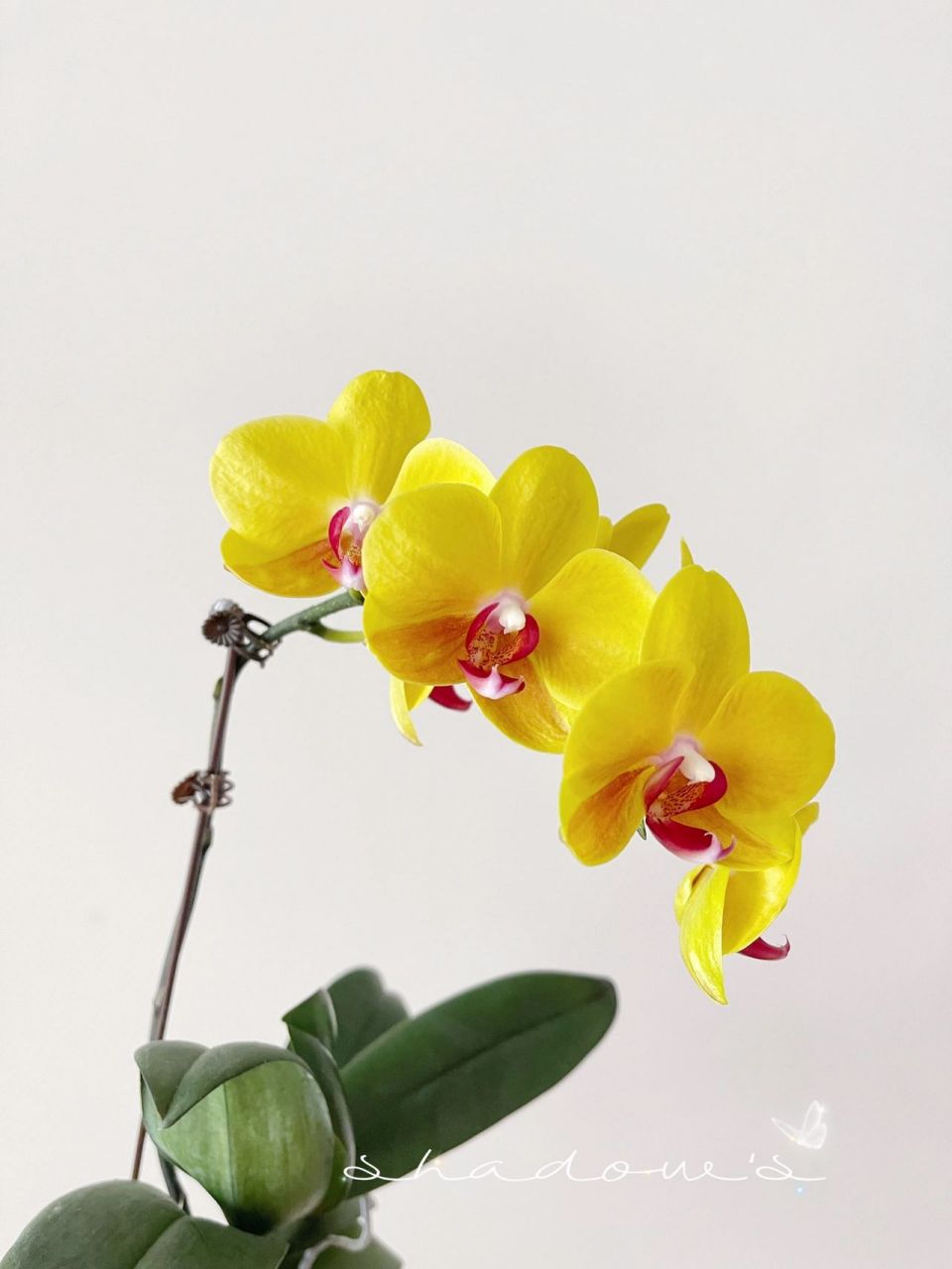 96蝴蝶兰日记—金公主蝴蝶兰 不知道是不是叫这个名字,是今年复花的